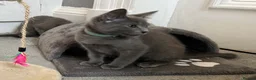 Russian Blue cats for sale: Russian Blue Kittens  - Advert 36