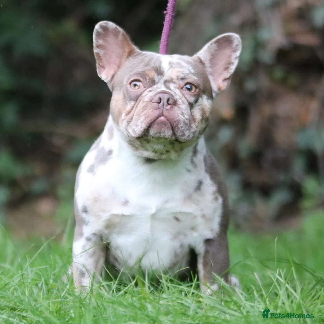 French Bulldog dogs for stud: VEGAS- new shade Isabella & tan Merle  in Southampton - Advert 10