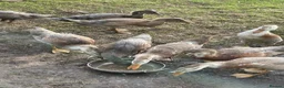 Ducks poultry for sale: Ducks - Advert 4
