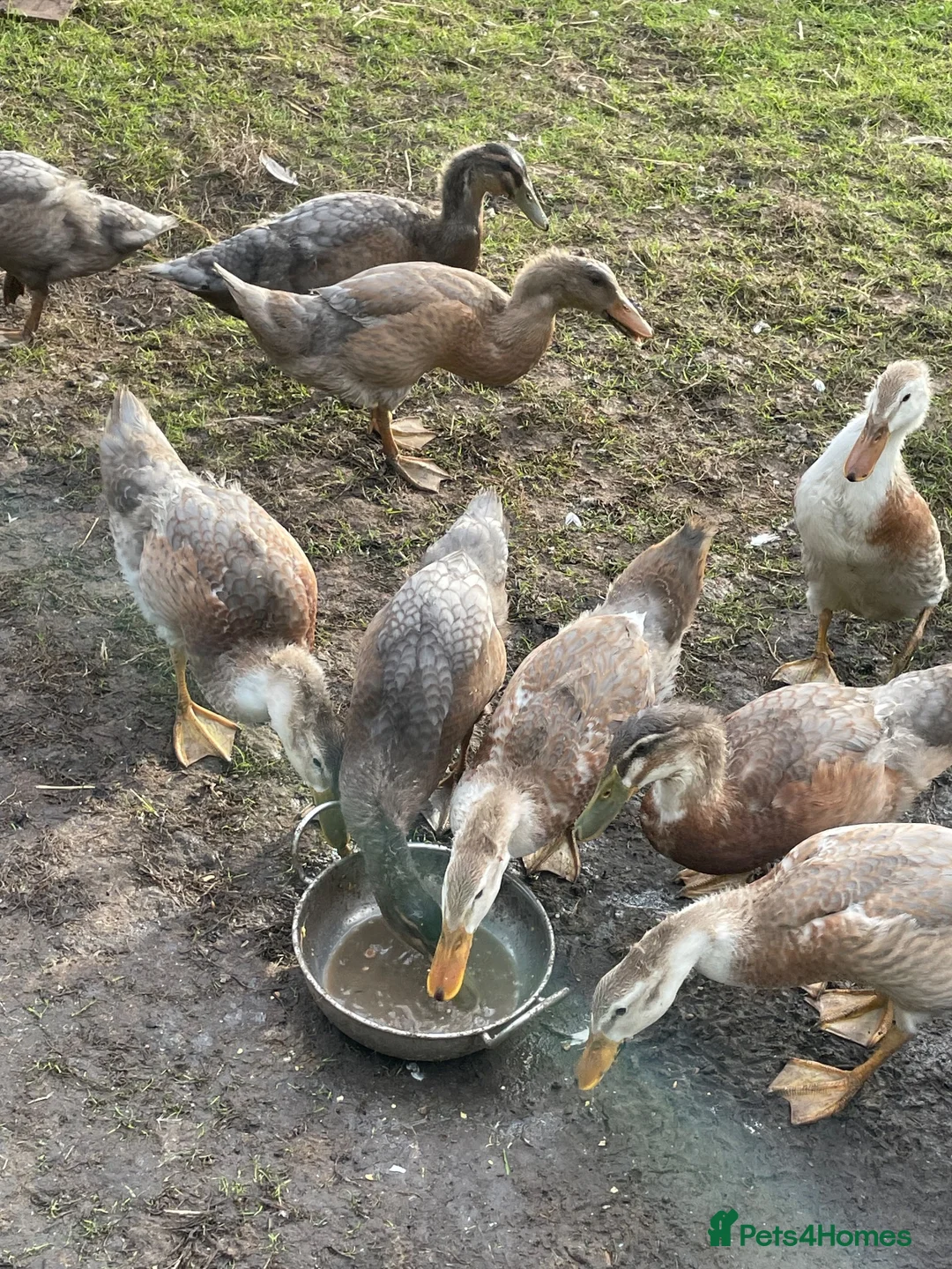 Ducks poultry for sale: Ducks - Advert 4