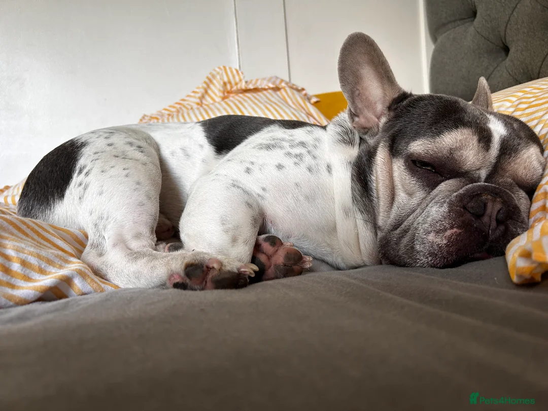 French Bulldog dogs for sale: Frenchie for rehoming - Advert 3