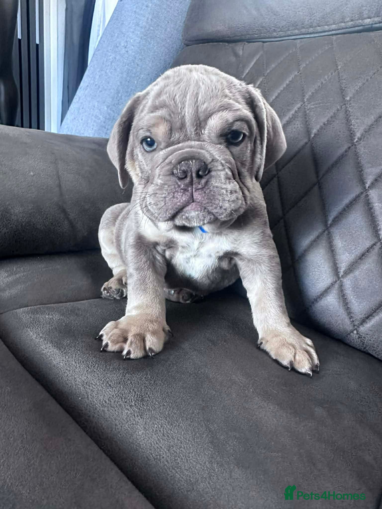 English Bulldog dogs Blue and tan kc English bulldog  - Advert 3