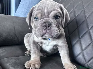 English Bulldog dogs Blue and tan kc English bulldog - Advert 2