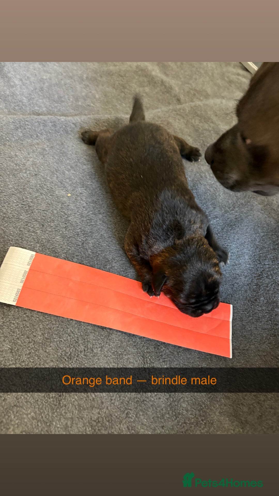 Staffordshire Bull Terrier dogs for sale: Staffordshire bull terrier puppy’s  - Image 13