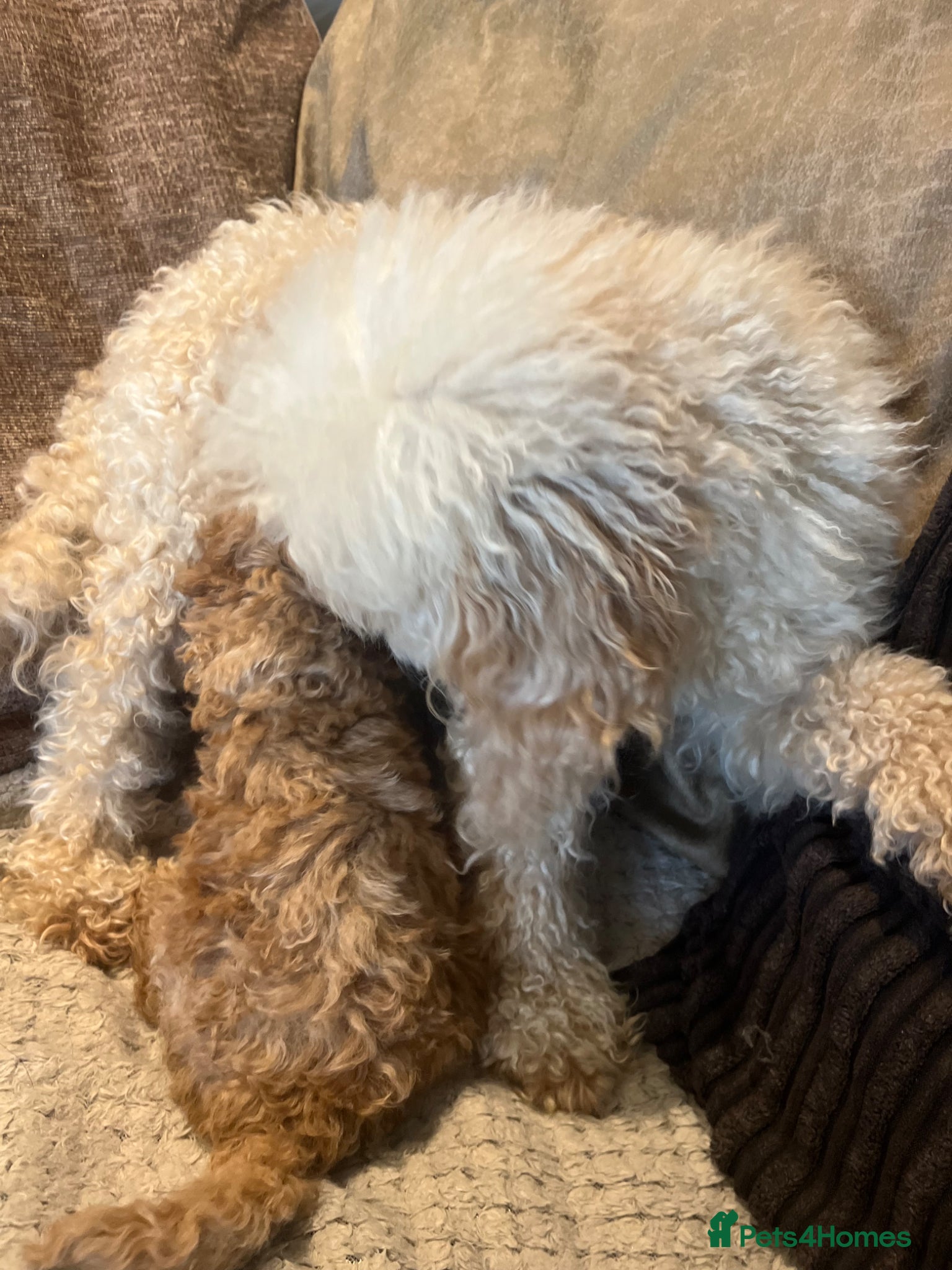 Toy Poodle dogs Apricot Beauties!  - Advert 2