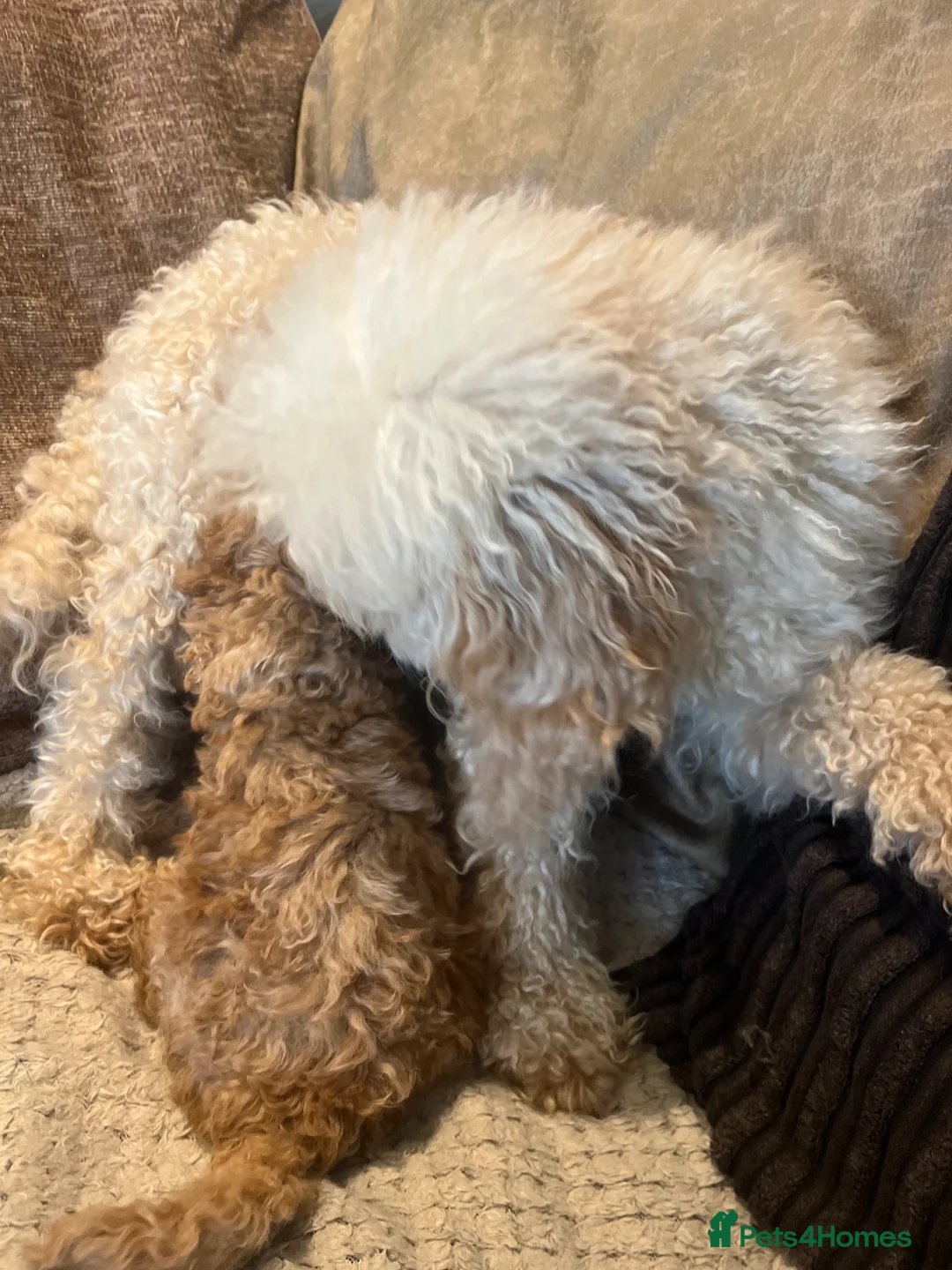 Toy Poodle dogs for sale: Apricot Beauties!  - Advert 2