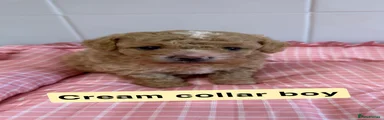 Cream boy 