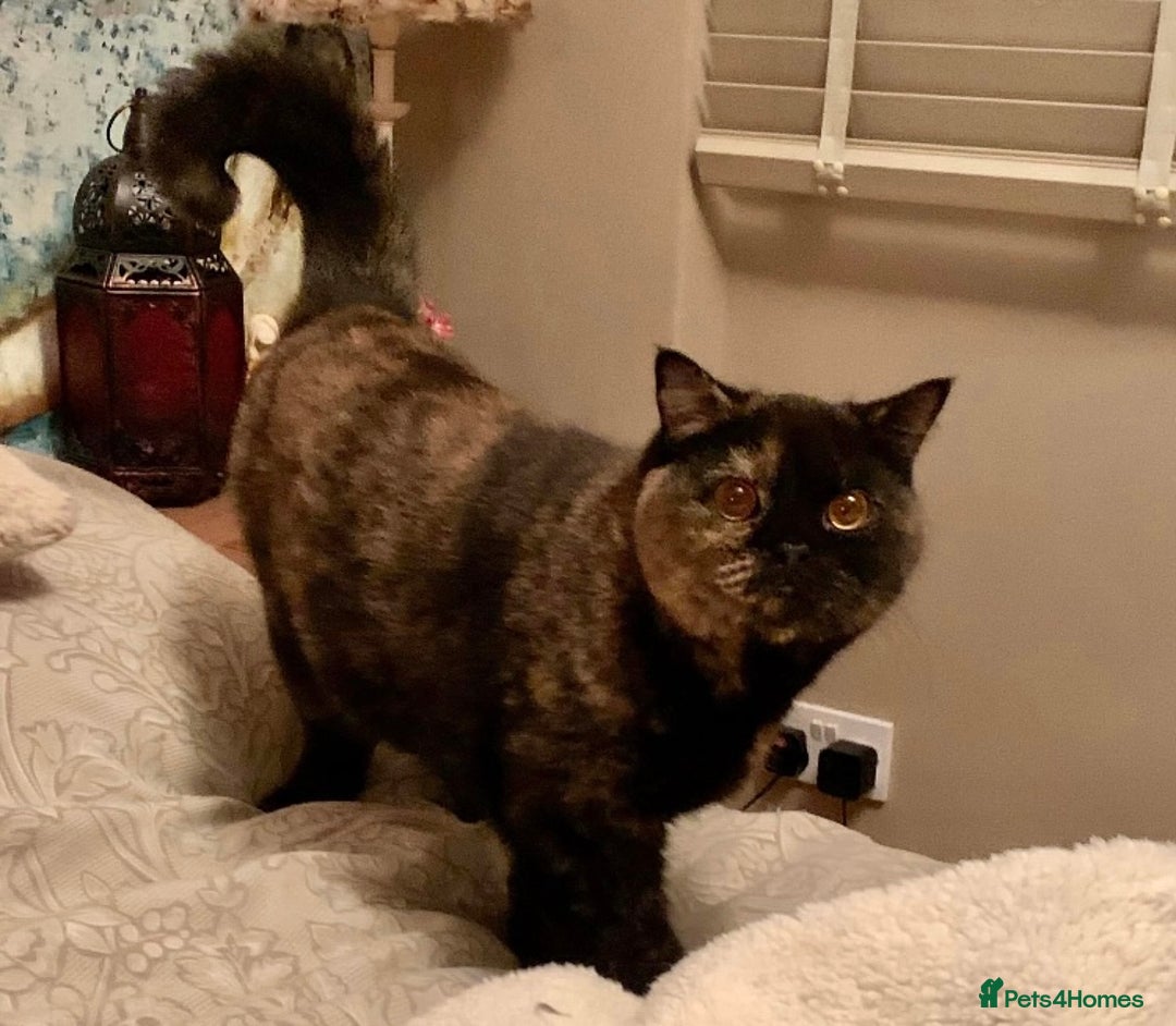 British Shorthair cats for sale: 🐾❤️Beautiful Black Tortie Girl❤️🐾 - Advert 4