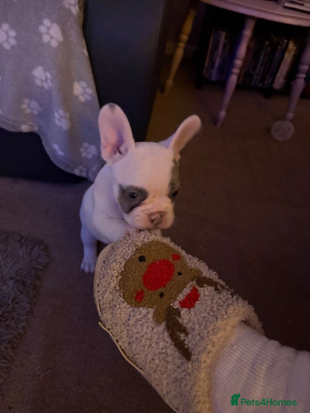 French Bulldog dogs for sale: Three French Bulldog Puppies Available - Advert 9