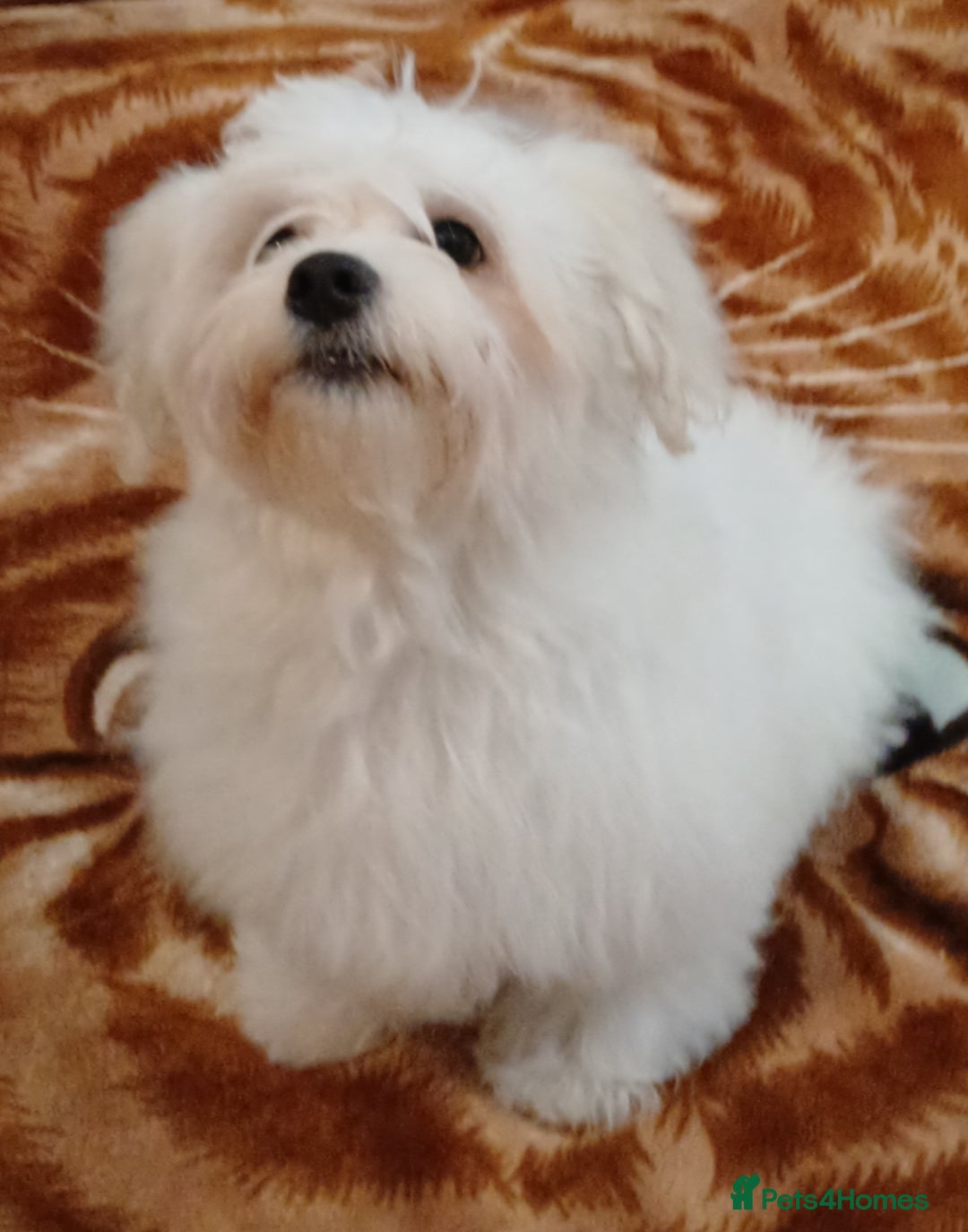 Maltese dogs for sale: BEAUTIFUL MALTESE PUPPIES - FROM LONDON . - Advert 16