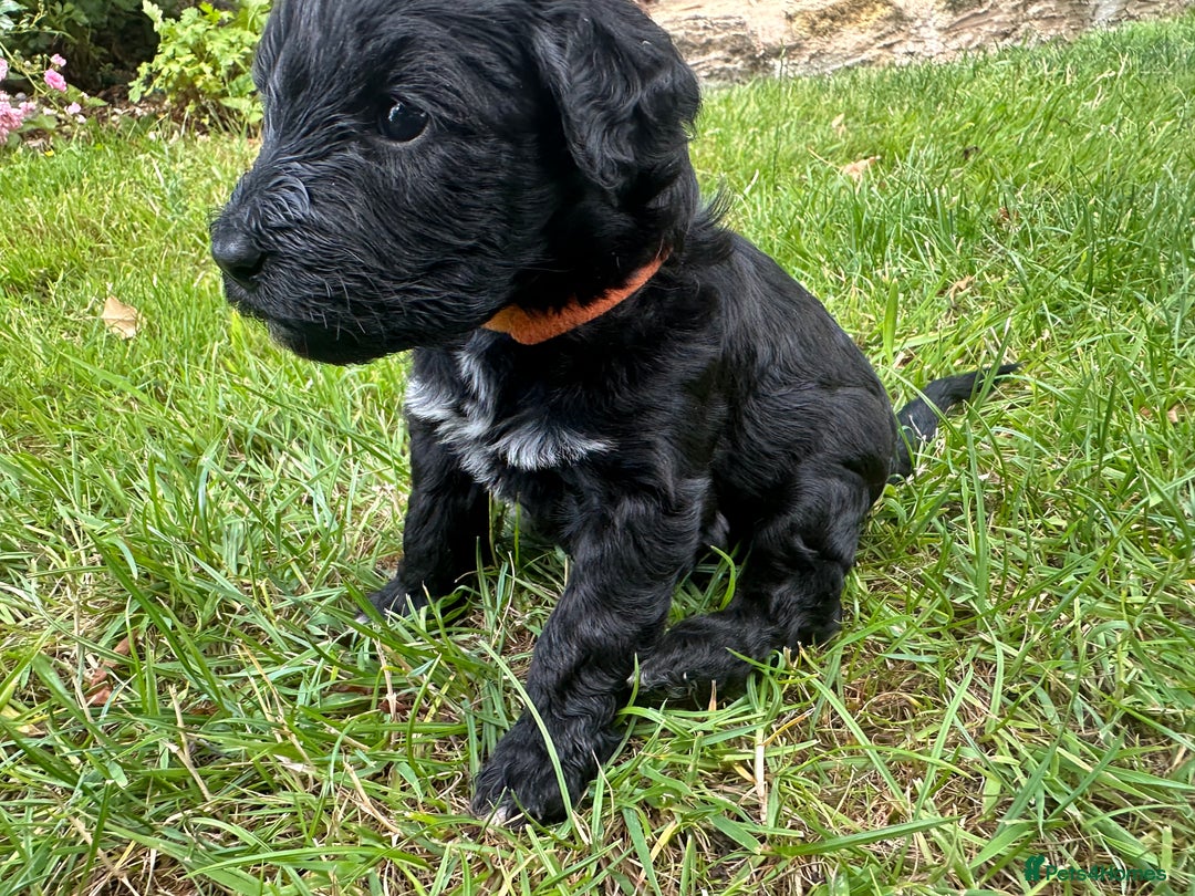 Portuguese Water Dog dogs for sale: Portuguese Water Dog puppies for sale in Oakham - Image 2