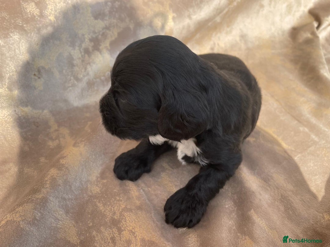 Cockapoo dogs for sale: Cockapoo puppies for sale  - Image 9