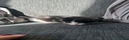 Mixed Breed cats for sale: 5 beautiful black tie/ ragdoll kittens for sale  - Advert 35