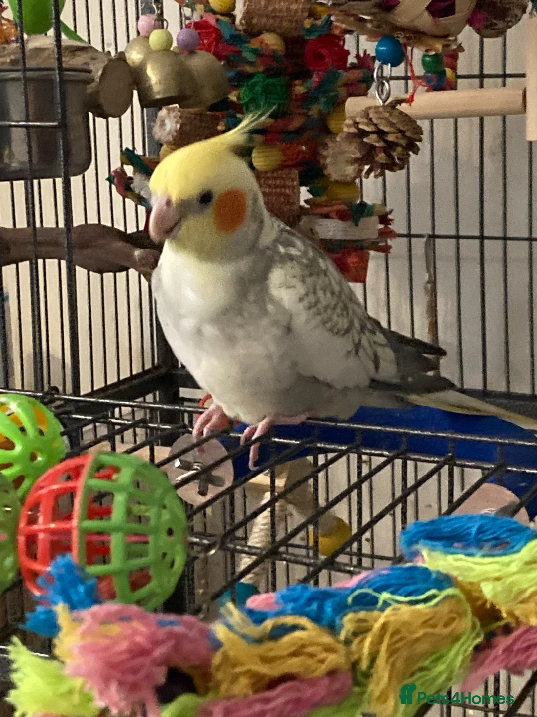Cockatiels birds for sale: Young cockatiel  in Bicester - Advert 4