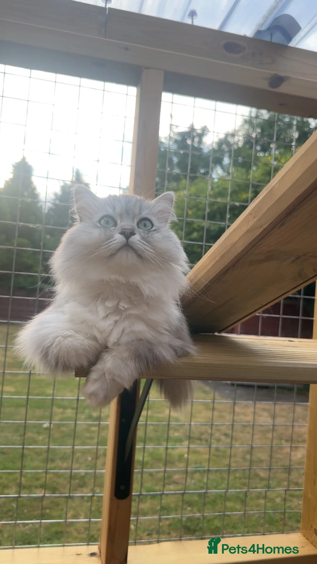 Mixed Breed cats for stud: Beautiful white/ grey ragdoll- Persian for stud  in Birmingham - Advert 10