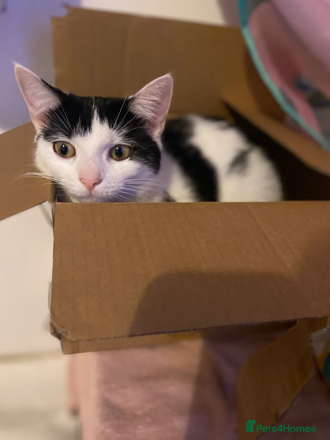 Mixed Breed cats for sale: 2boy 1 female kitten for sale  - Advert 1