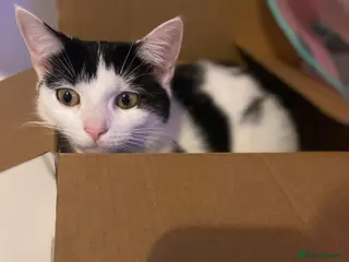 Mixed Breed cats 2boy 1 female kitten for sale - Advert 1