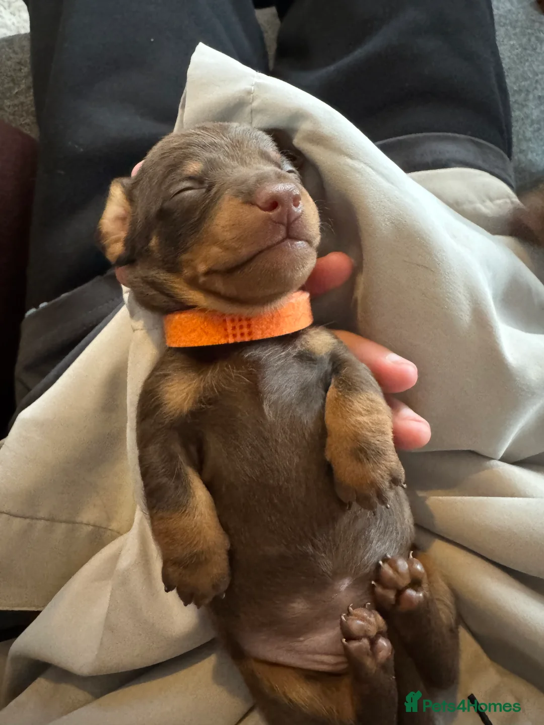 Miniature Dachshund dogs for sale: New Year’s Day Miniature Dachshunds!  - Advert 9