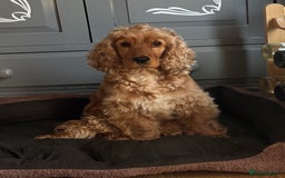 Cocker Spaniel dogs for sale: Extremely  - Image 2
