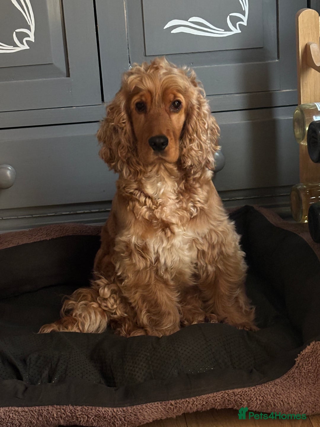 Cocker Spaniel dogs for sale: Extremely  - Image 2