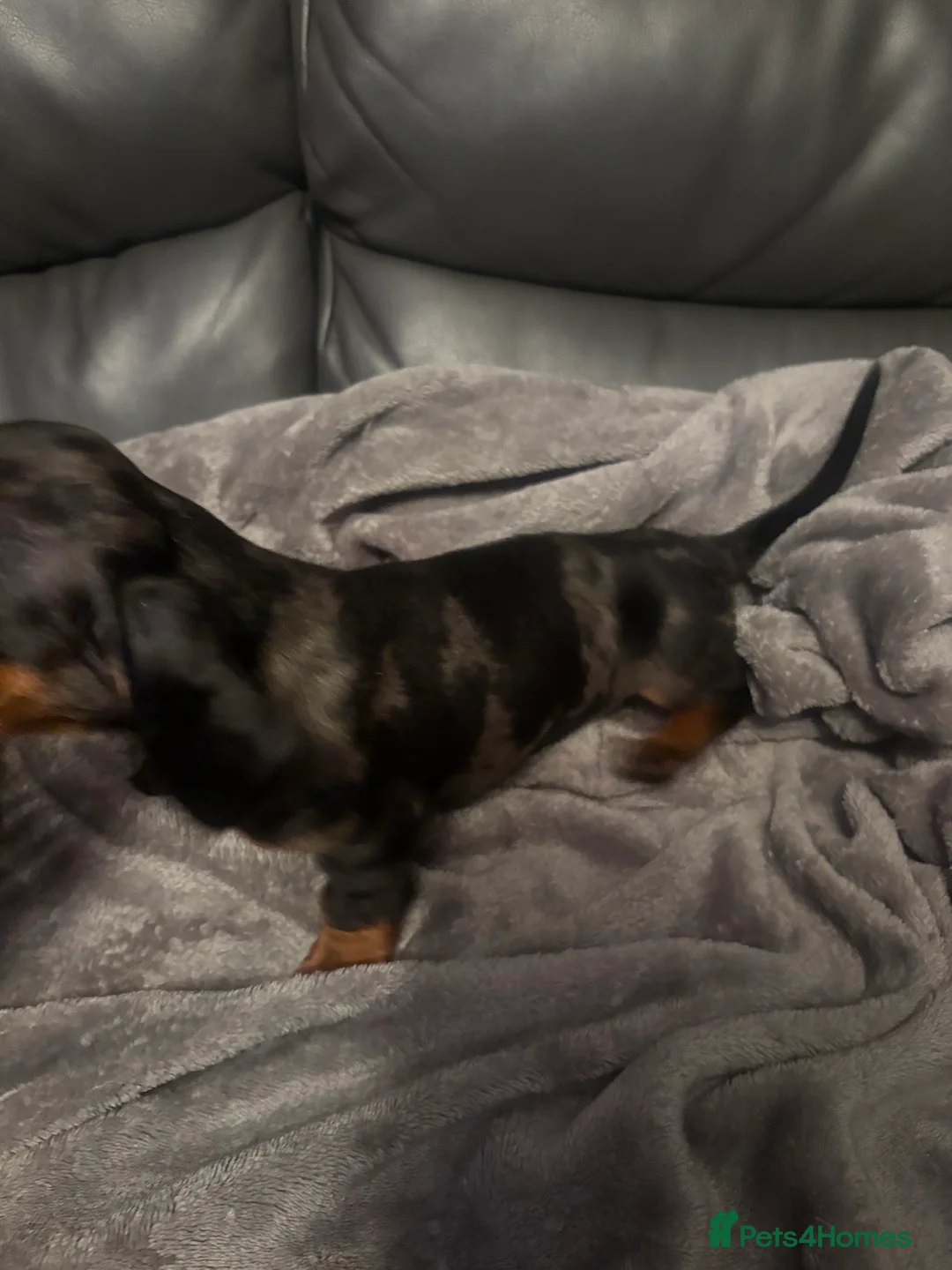 Miniature Dachshund dogs for sale: Miniature Dachshund - Advert 7