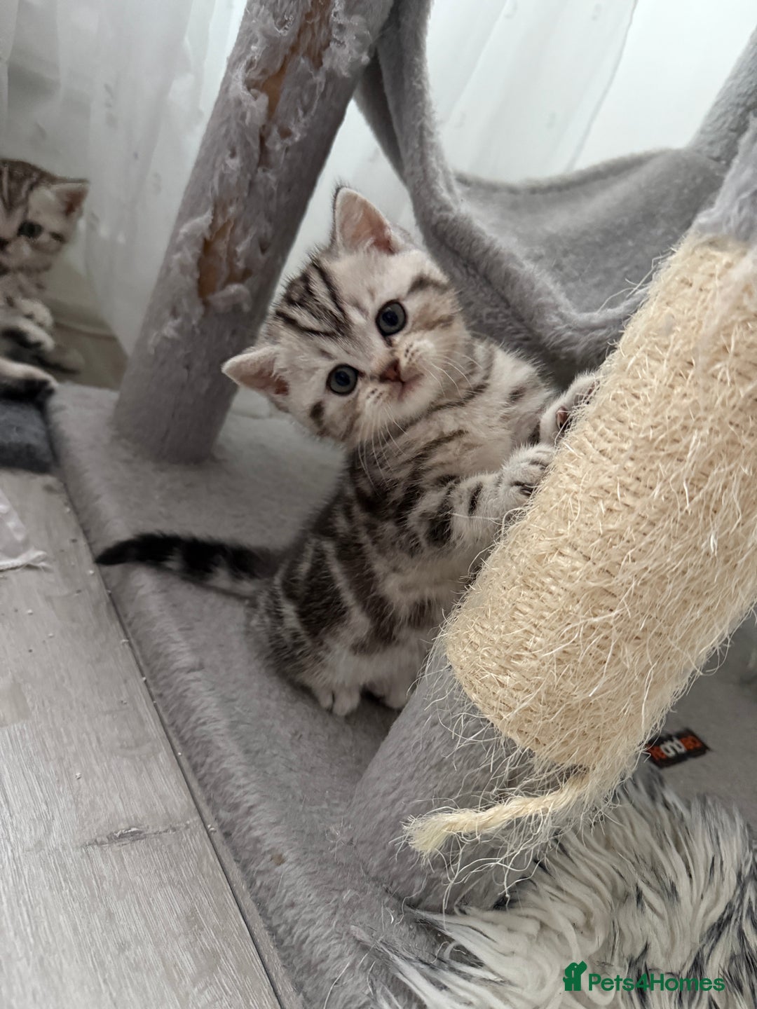 Scottish Fold cats for sale: 🐾 Adorable Scottish Straight kittens  - Advert 7