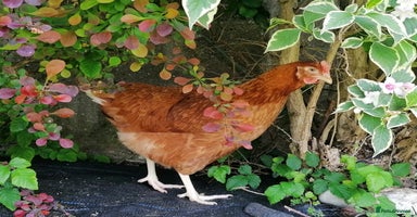 Chickens poultry - Advert 9
