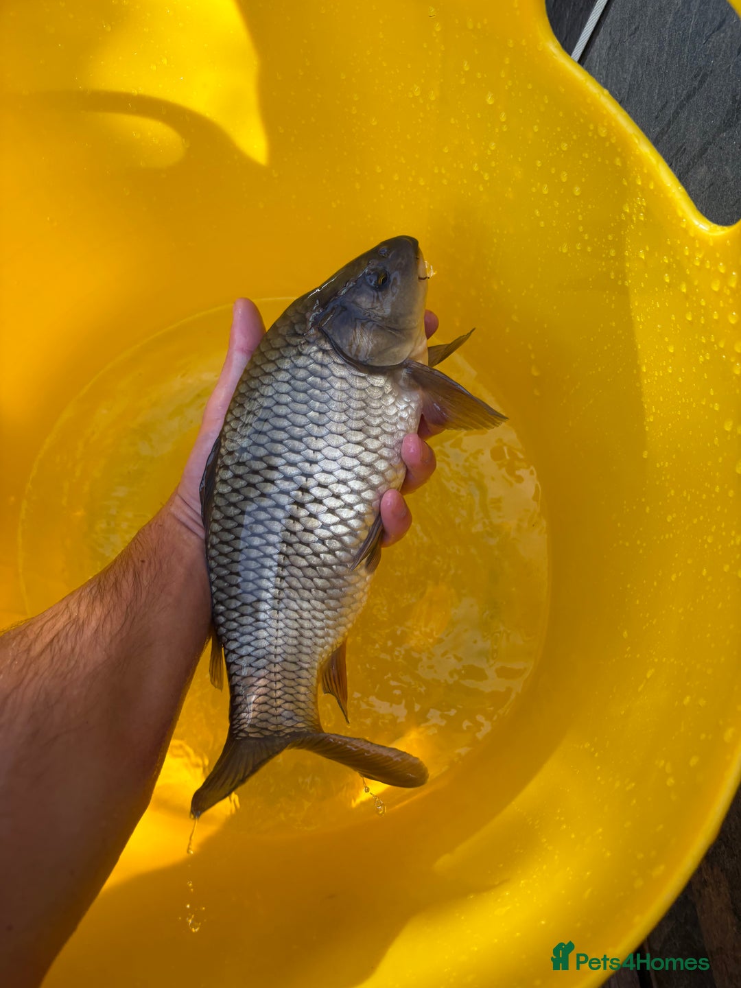 Koi Carp fish for sale: Pond fish carp/koi - Image 13