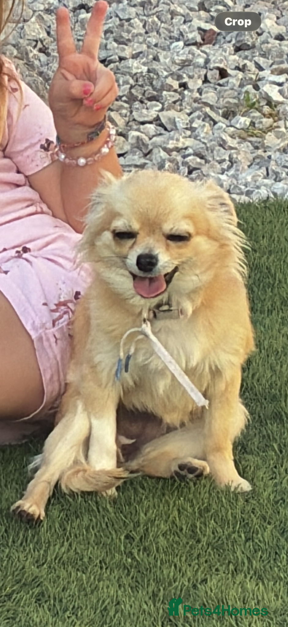 Chihuahua dogs Beautiful loving Chihuahua - Advert 1