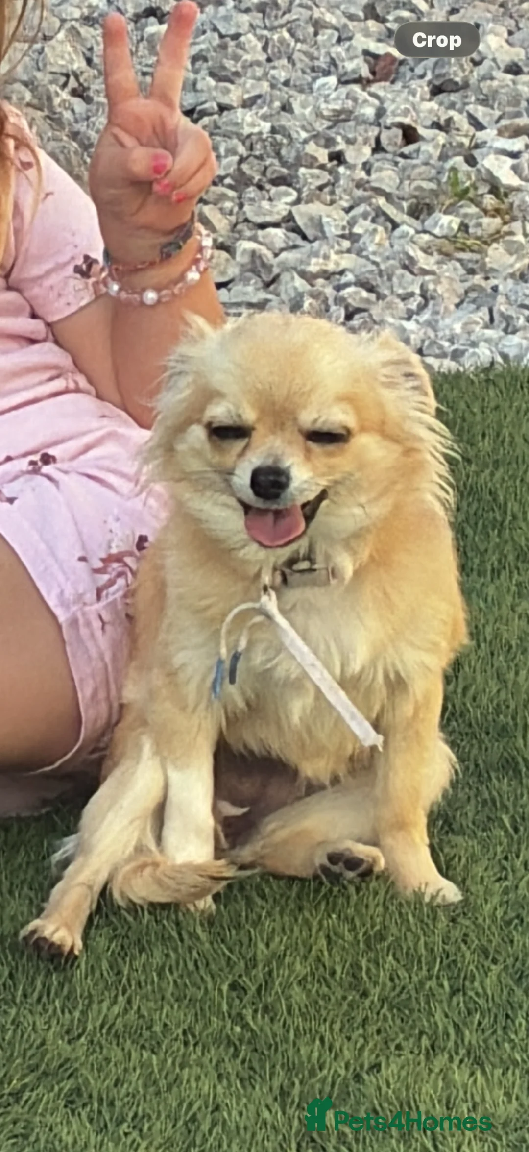 Chihuahua dogs for sale: Beautiful loving Chihuahua in Sandbach - Advert 1