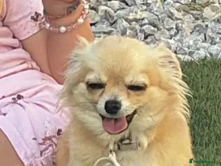 Chihuahua dogs Beautiful loving Chihuahua - Advert 1