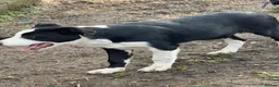Border Collie dogs for sale: Pup ready to go  in Clitheroe - Advert 2