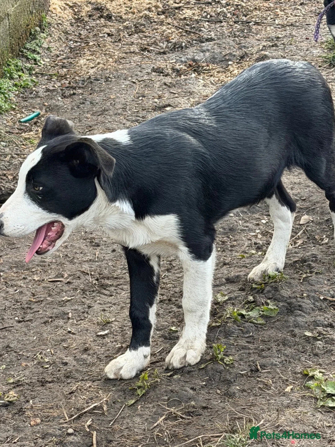 Border Collie dogs for sale: Pup ready to go  in Clitheroe - Advert 2