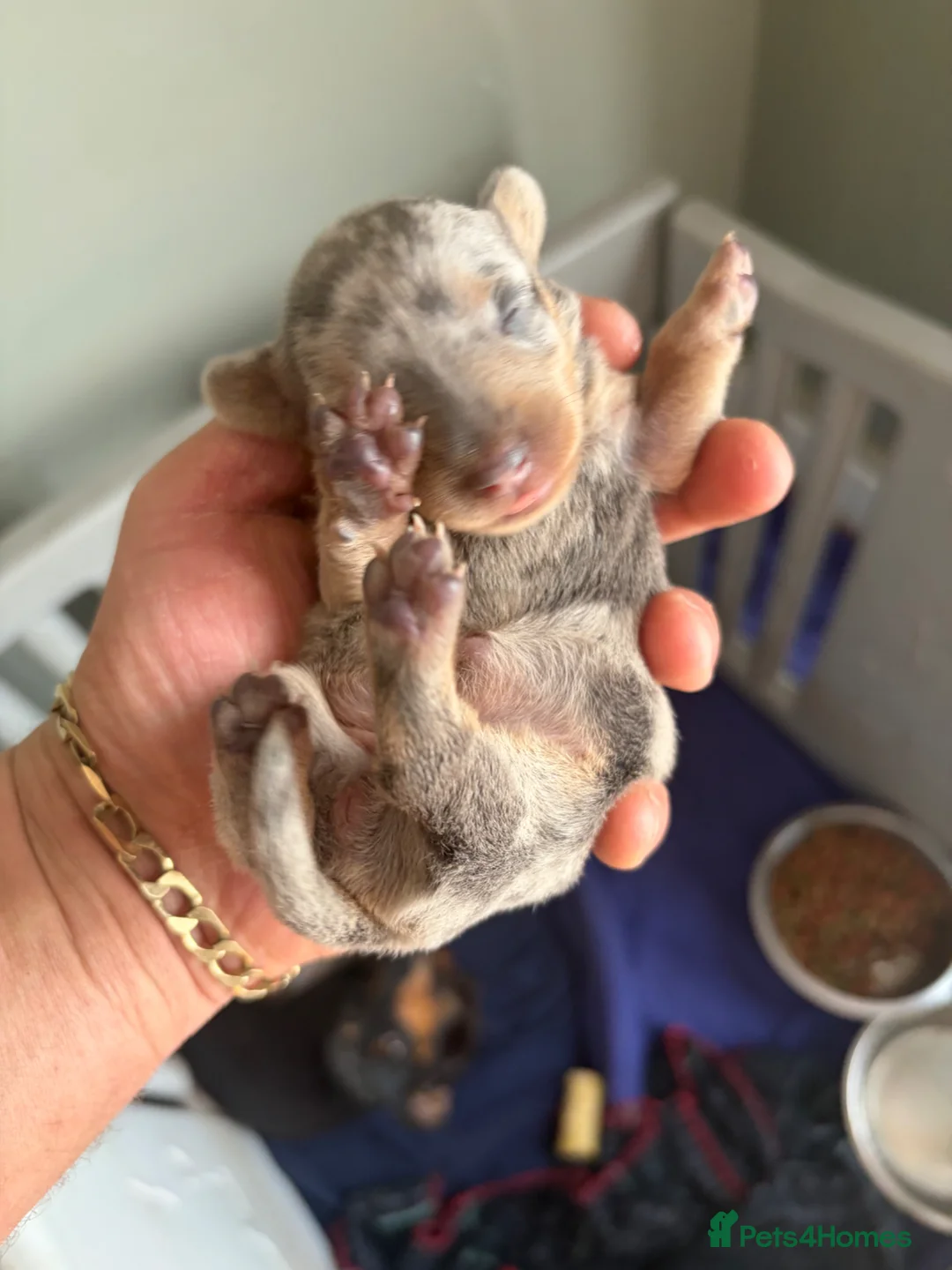 Miniature Dachshund dogs for sale: Mini Dachshunds  - Advert 8