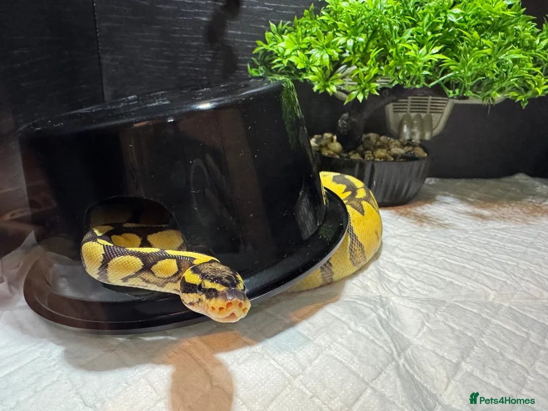 Python Snake reptiles for sale: Super enchi pastel female  - Advert 3