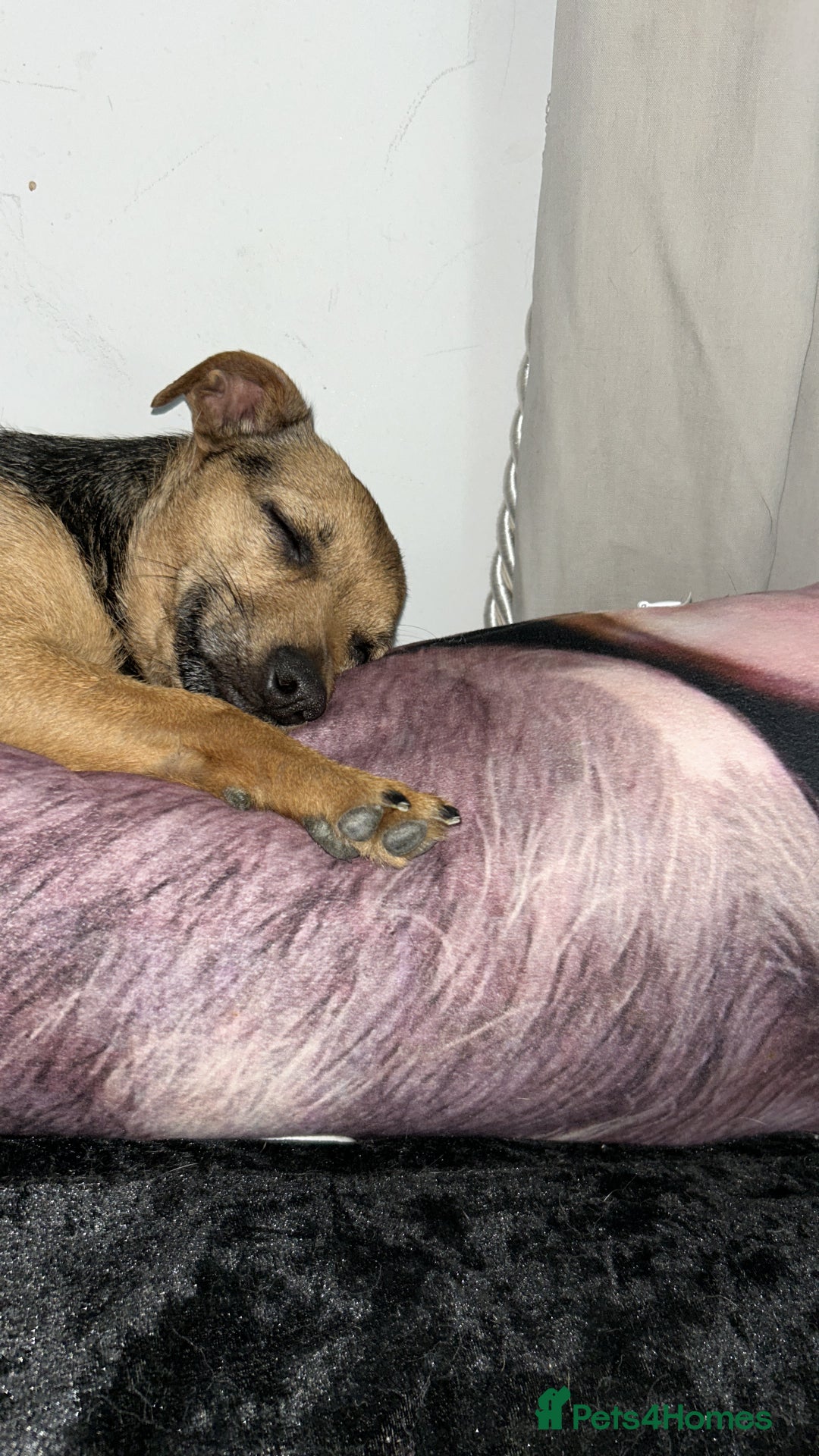 Mixed Breed dogs for sale: Chihuahua x whippet hybrid  - Advert 5