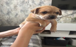 Mixed Breed dogs for sale: Chiweenie x Chugs  - Image 2