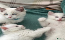 Ragdoll cats for sale: Rare champion lilac/flame/tortie Ragdoll kittens in Hook - Image 12