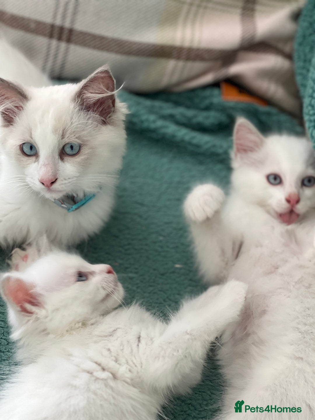Ragdoll cats for sale: Rare champion lilac/flame/tortie Ragdoll kittens in Hook - Image 12