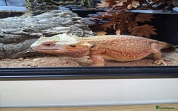 Bearded Dragon reptiles for sale: Bearded dragon plus vivarium  - Image 10