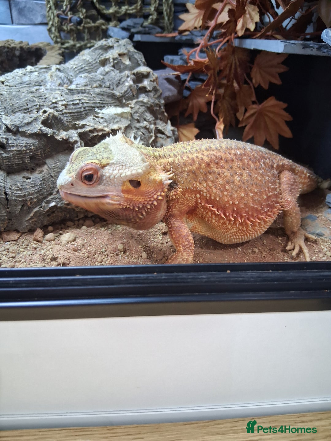 Bearded Dragon reptiles for sale: Bearded dragon plus vivarium  - Image 10