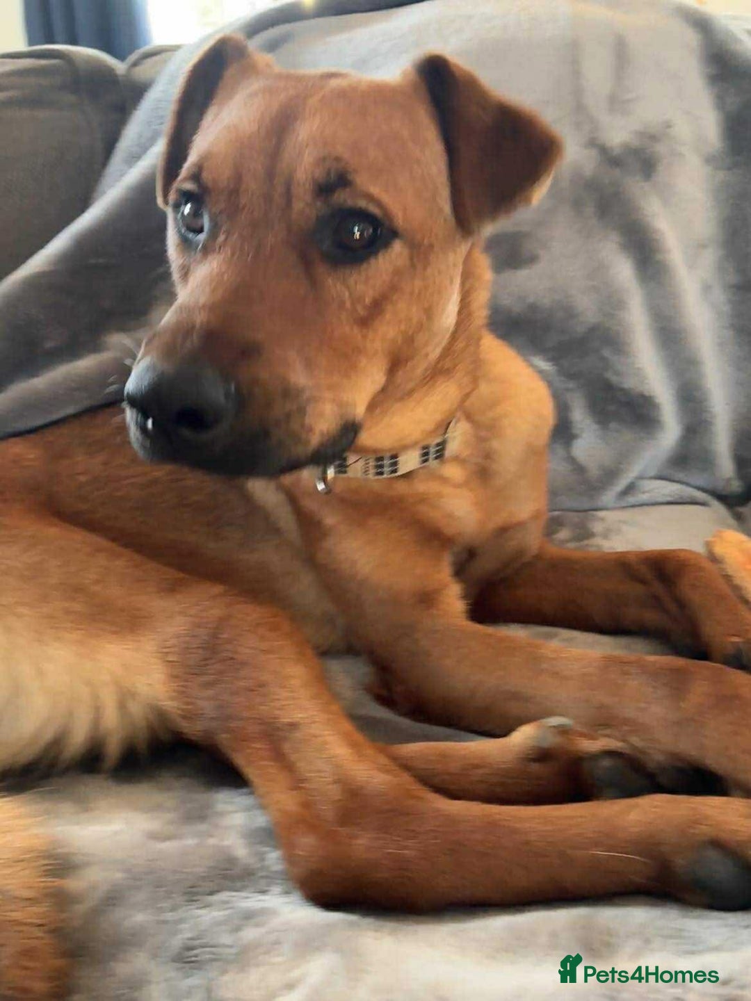 Mixed Breed dogs for adoption: Sasha with a zest for life  - Advert 5