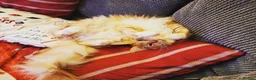 Maine Coon cats for sale: Rosie - Advert 3
