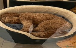 Cockapoo dogs for sale: Hello, future best friend! My name is Lucky! - Image 6