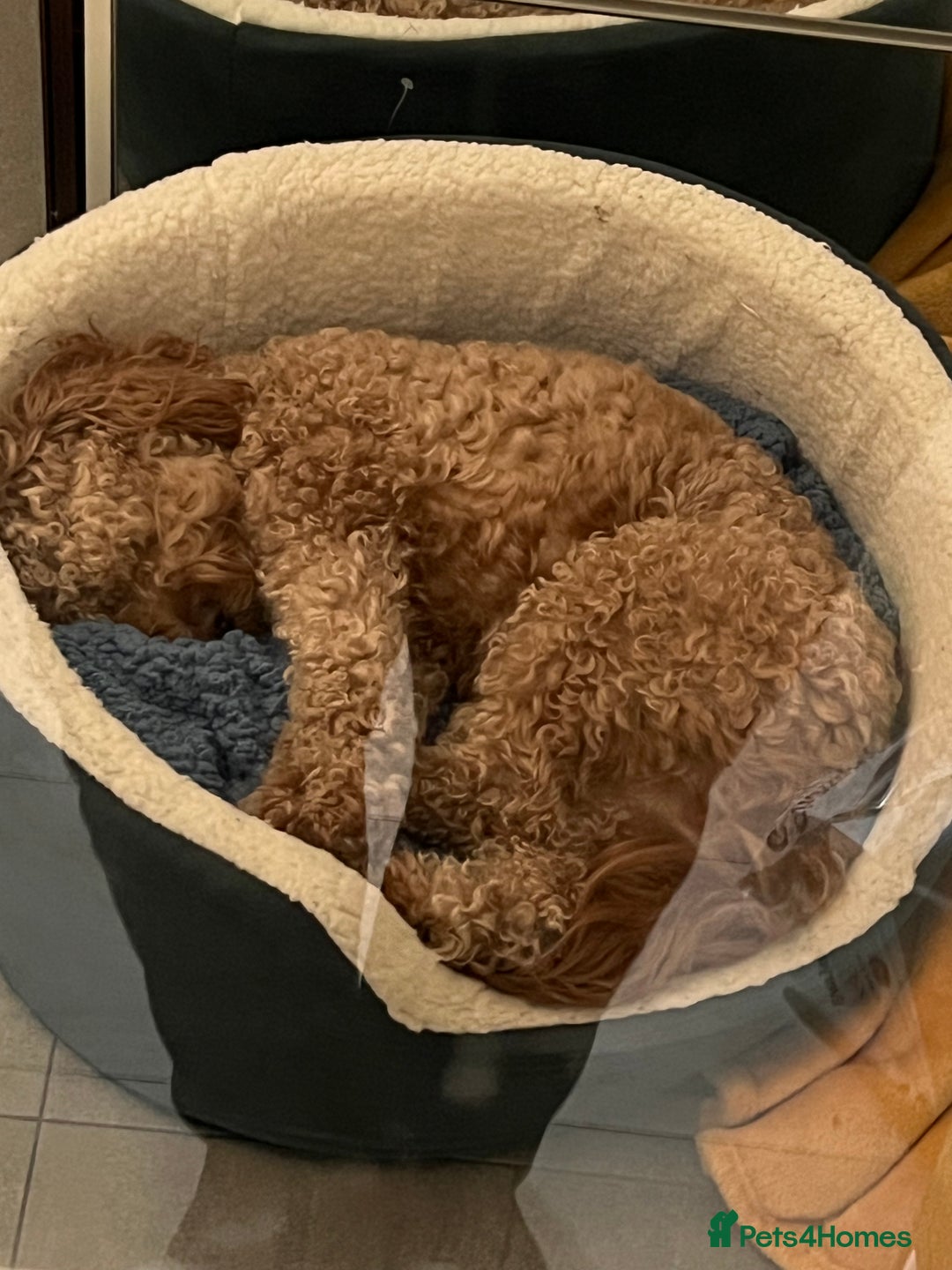 Cockapoo dogs for sale: Hello, future best friend! My name is Lucky! - Image 6