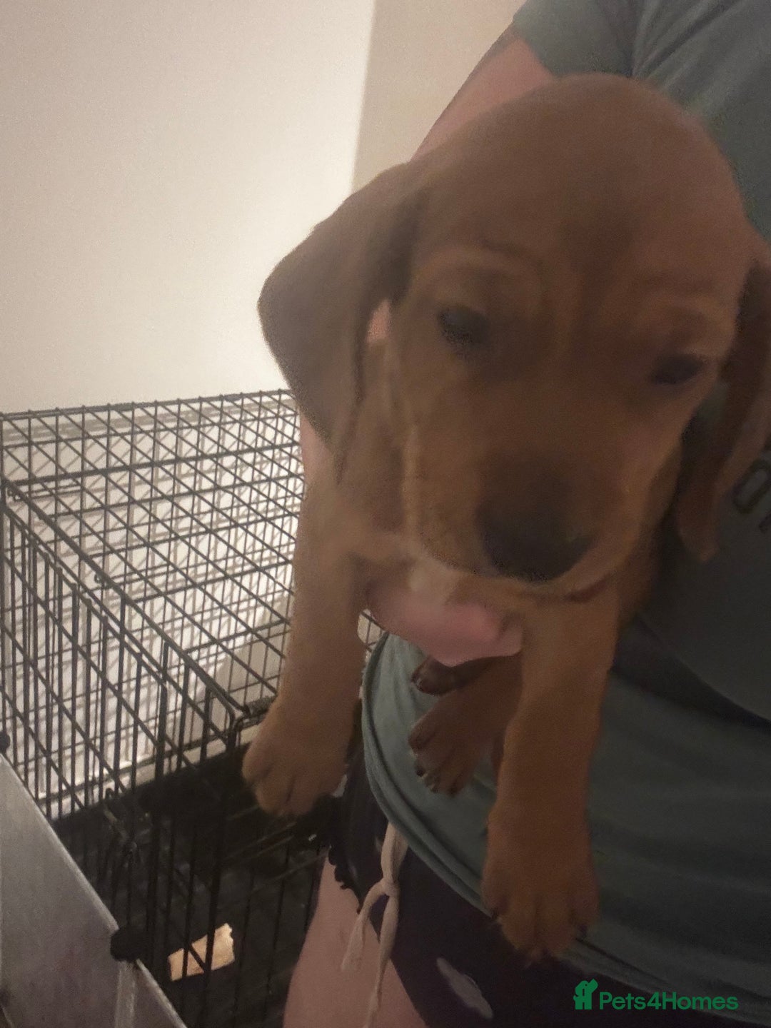 Mixed Breed dogs for sale: Cocker spaniel x bagal x miniature dashound - Advert 12