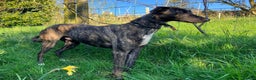 Lurcher dogs for adoption: REGGIE, 5-year-old bull-lurcher in rescue in Halifax - Advert 1