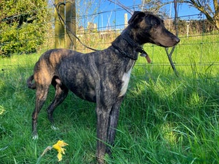 Lurcher dogs in Halifax - Advert 38