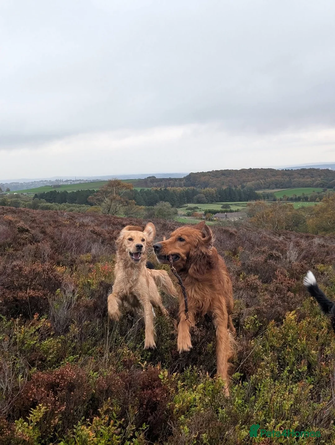 Mixed Breed dogs for sale: Golden Retriever x Irish Setter puppies!! SO CUTE! - Advert 5