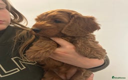 Cockapoo dogs for sale: F1b cockapoo puppies - Image 6